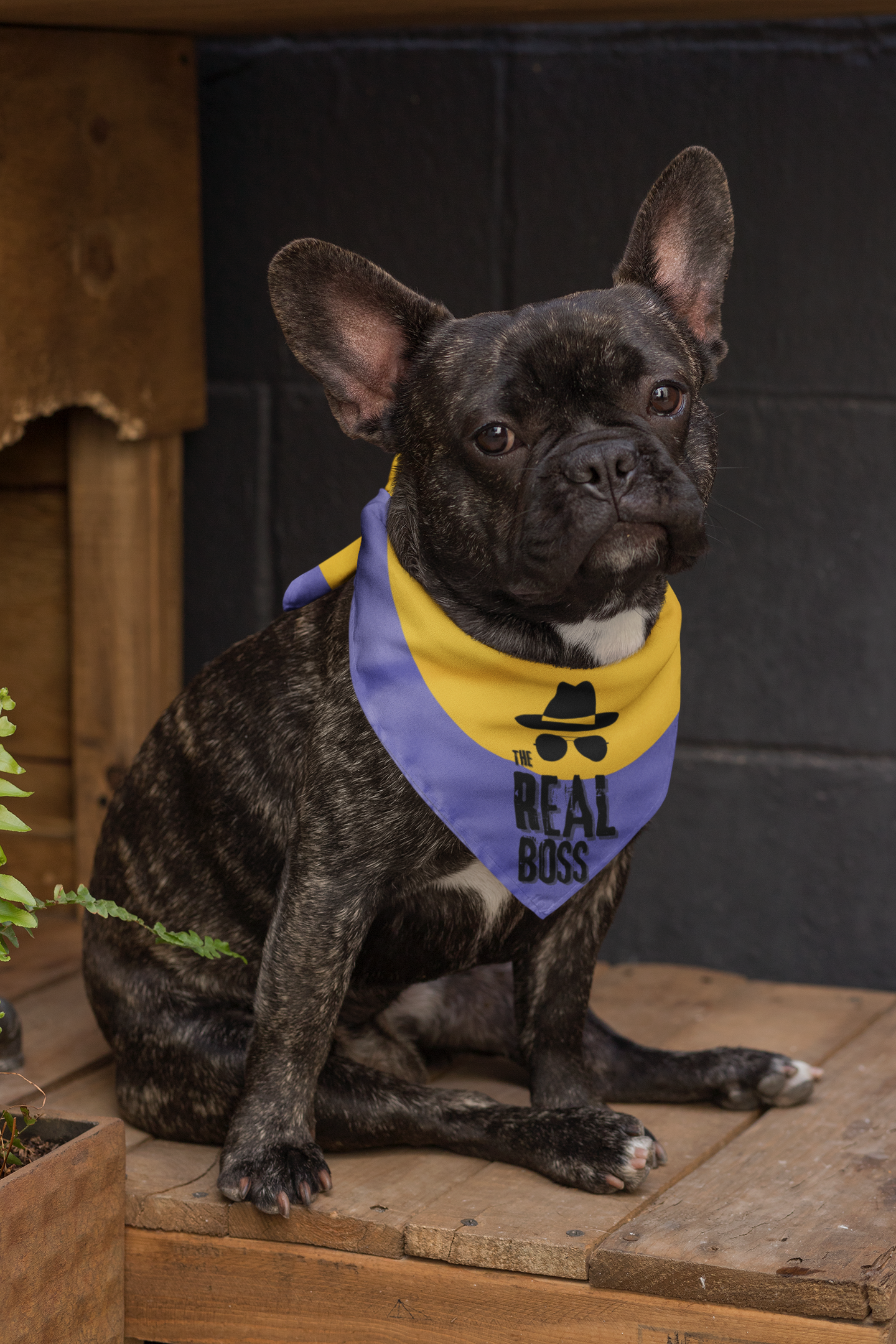 Dog bandana Who is The Boss