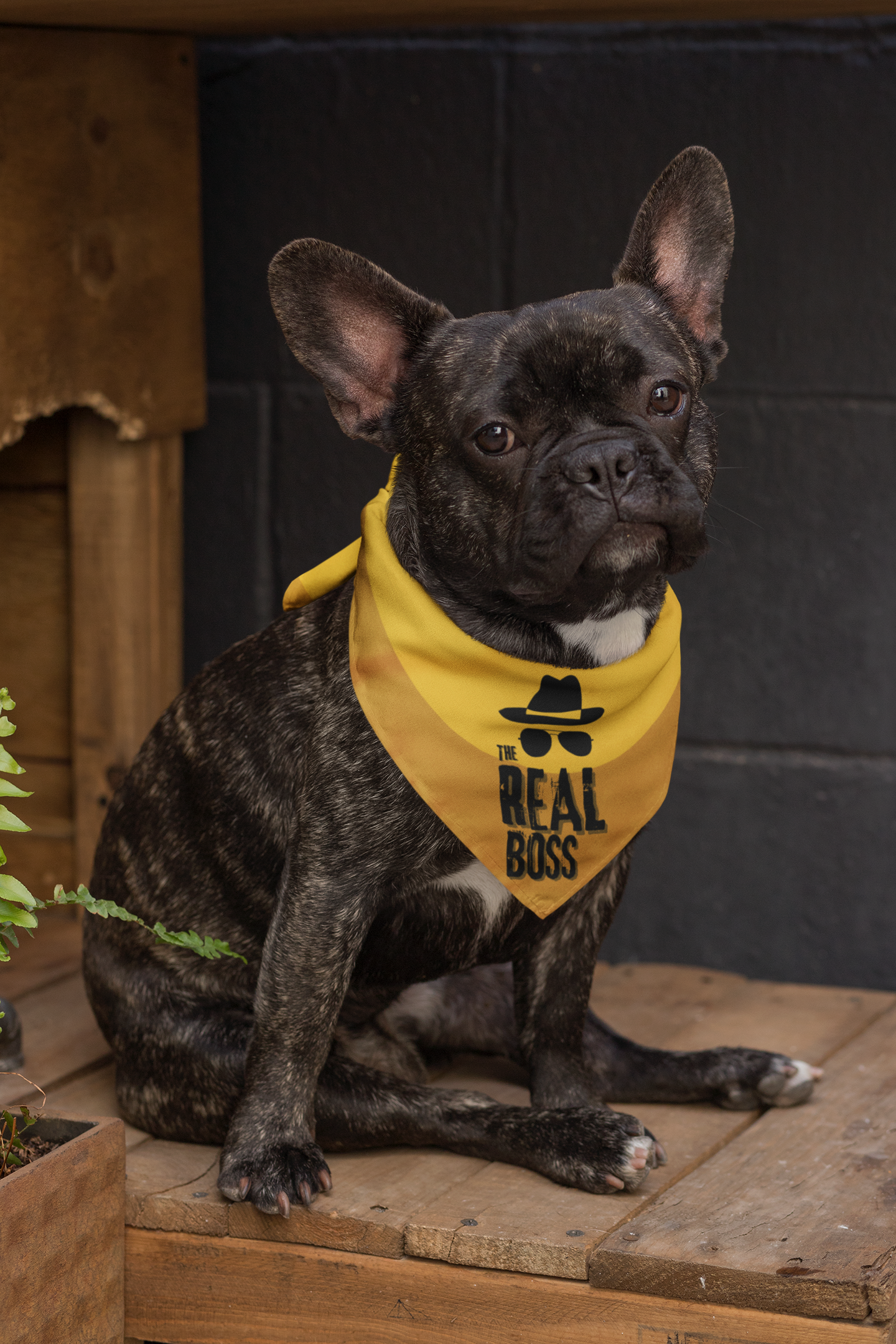 Dog bandana Who is The Boss